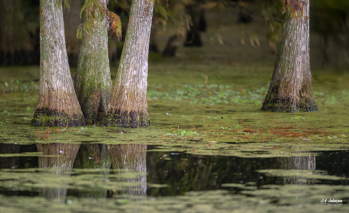 Cypress Forest at Orlando Wetlands