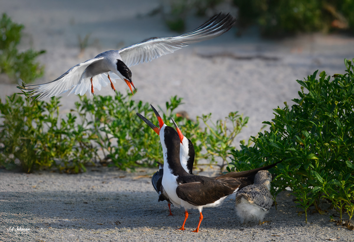Black Skimmers
