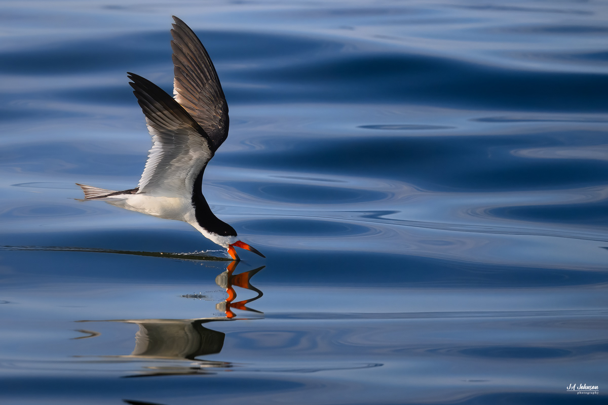 Black Skimmer 