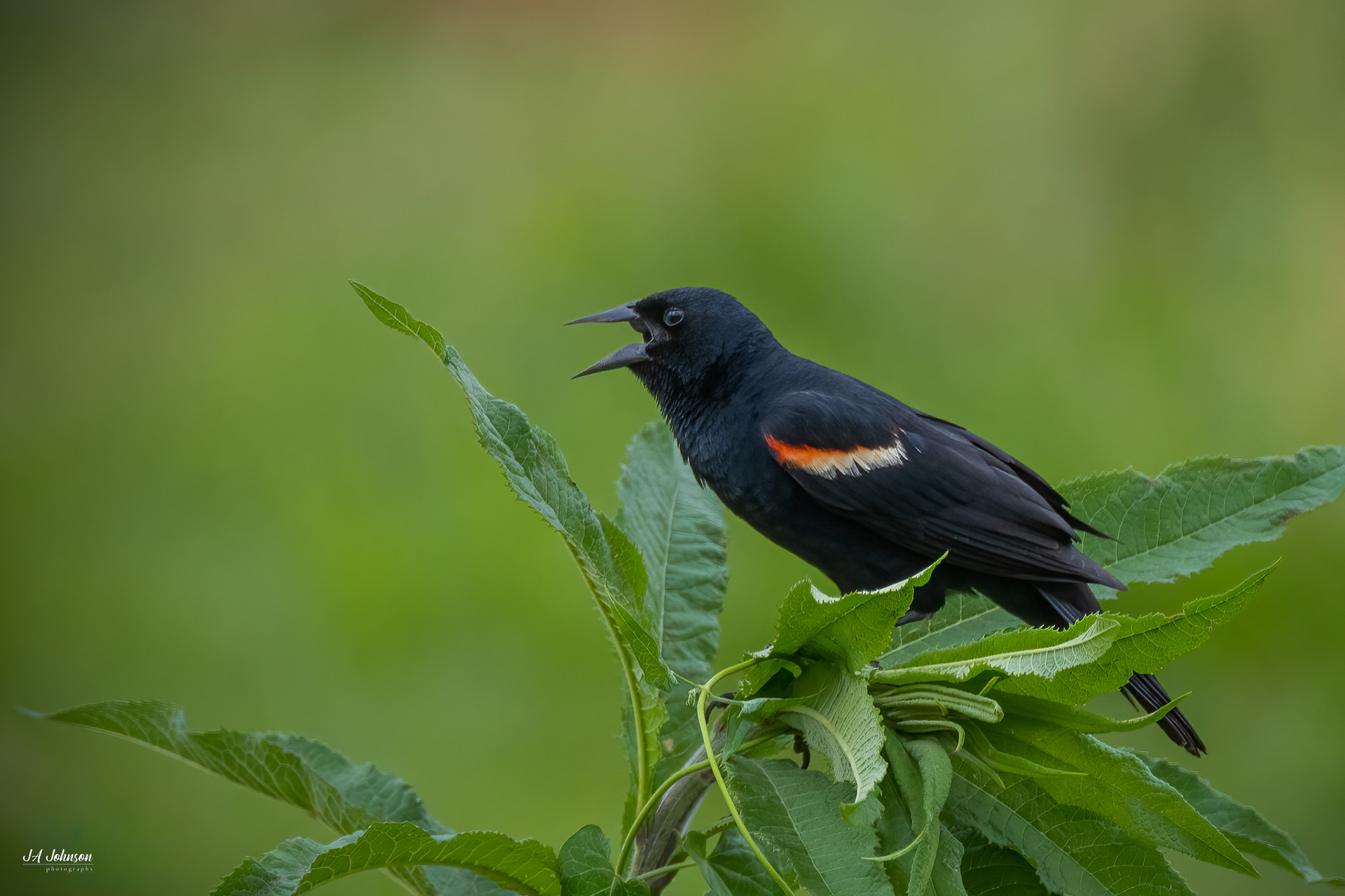 Red Winged Blackbird