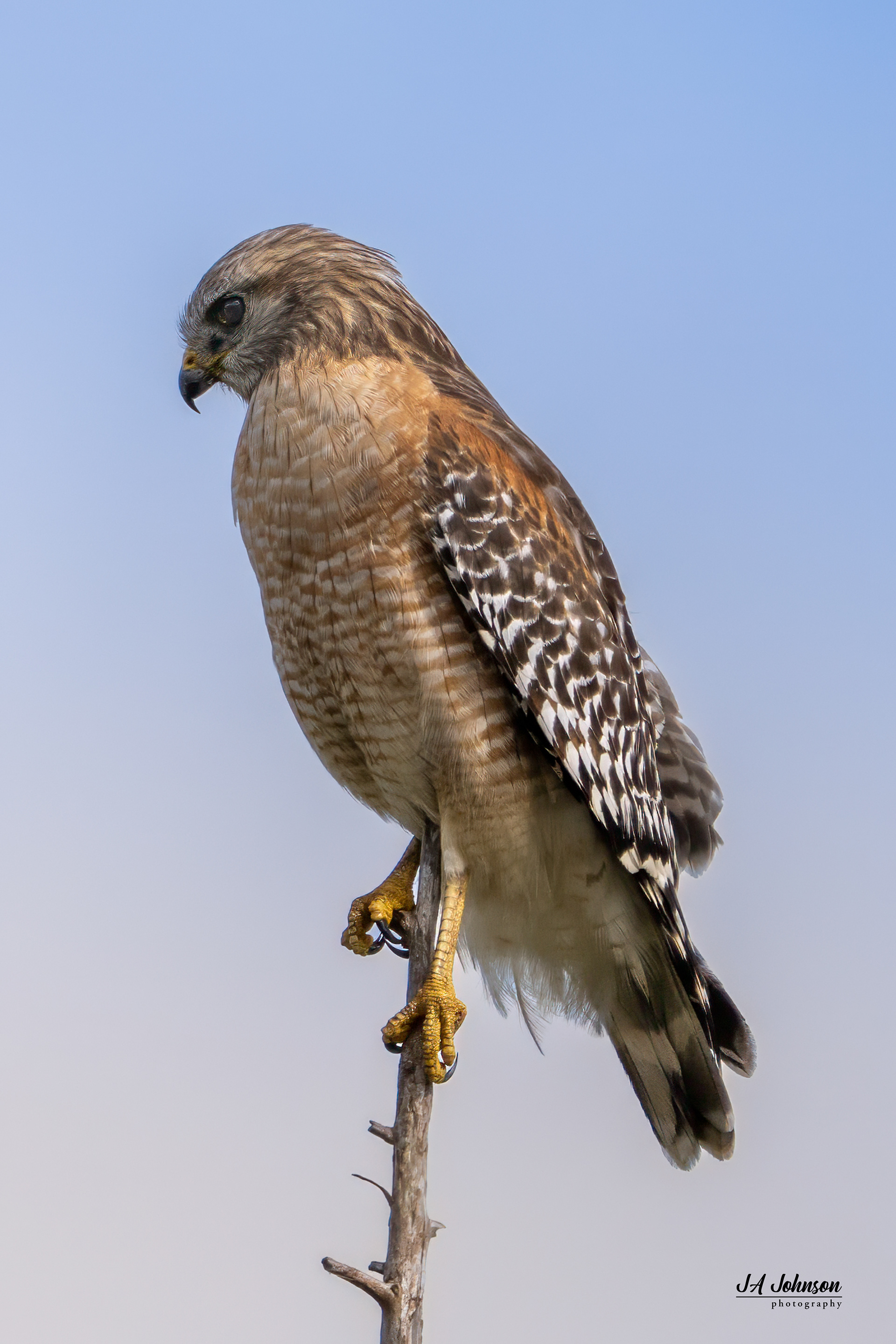 Red Shouldered Hawk