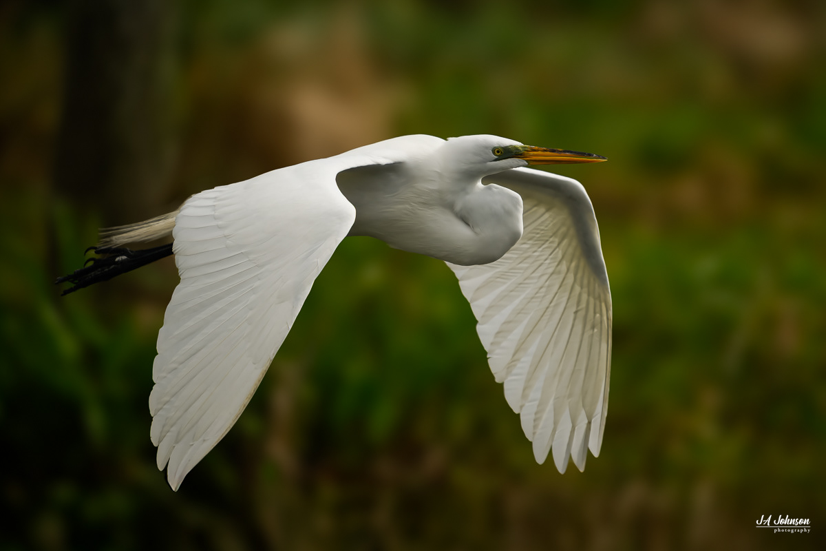 Great Egret