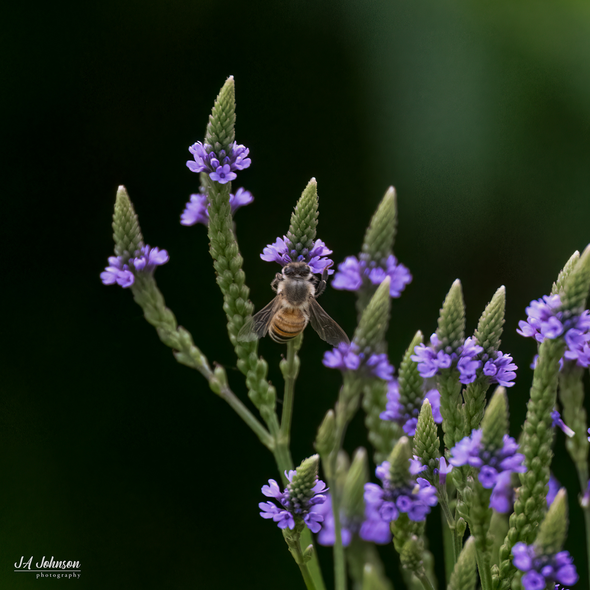 Blue Vervain