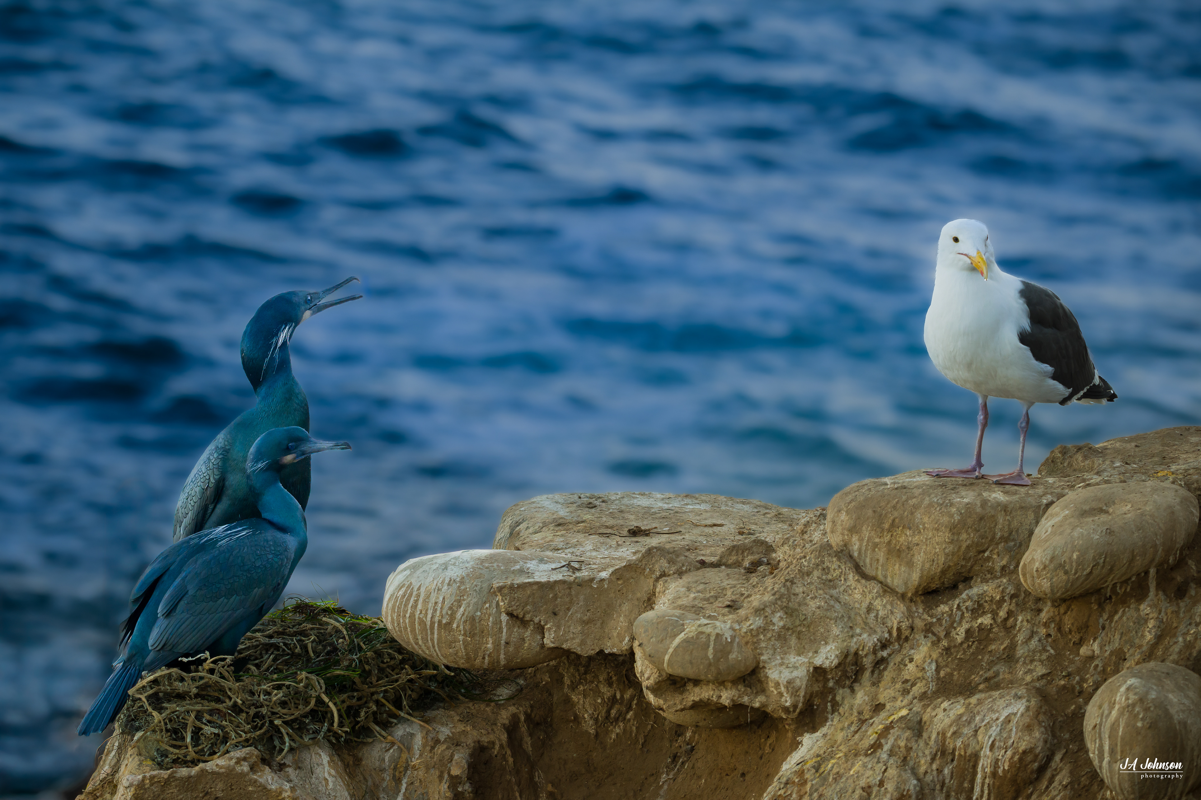Brandt's Cormorants and Gull