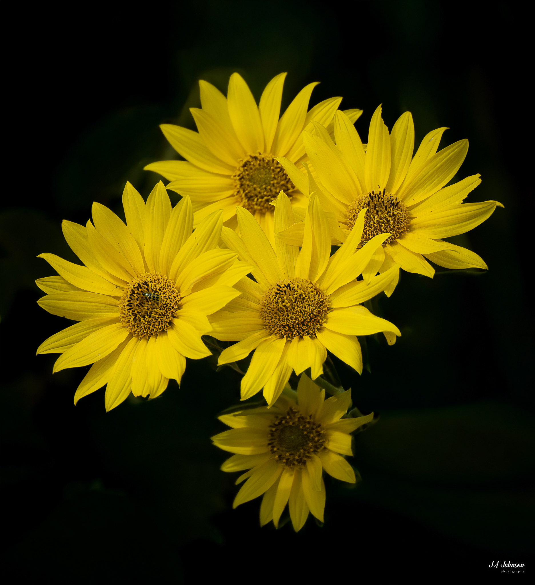 Maximilian Sunflower