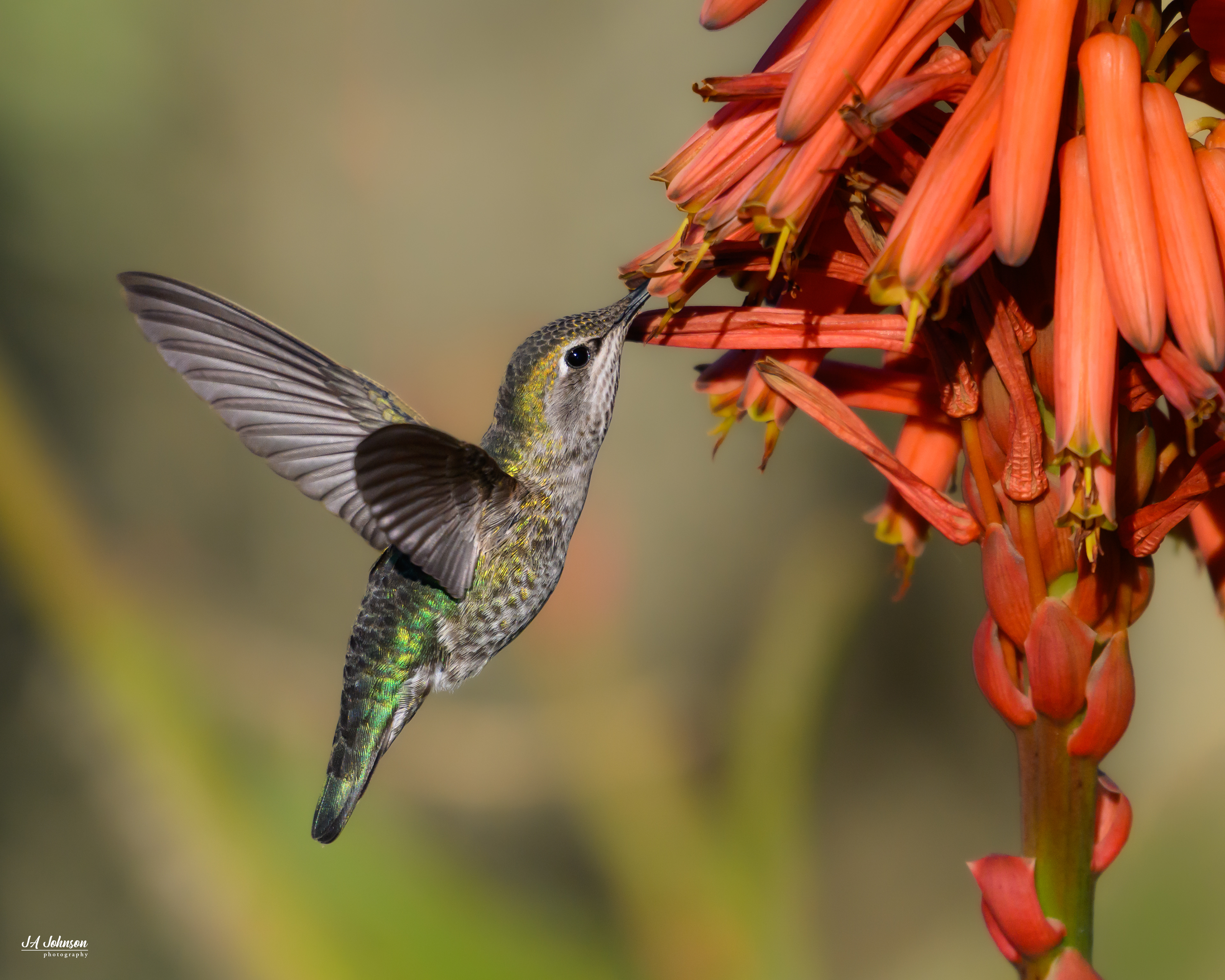 Anna's Hummingbird (Female)