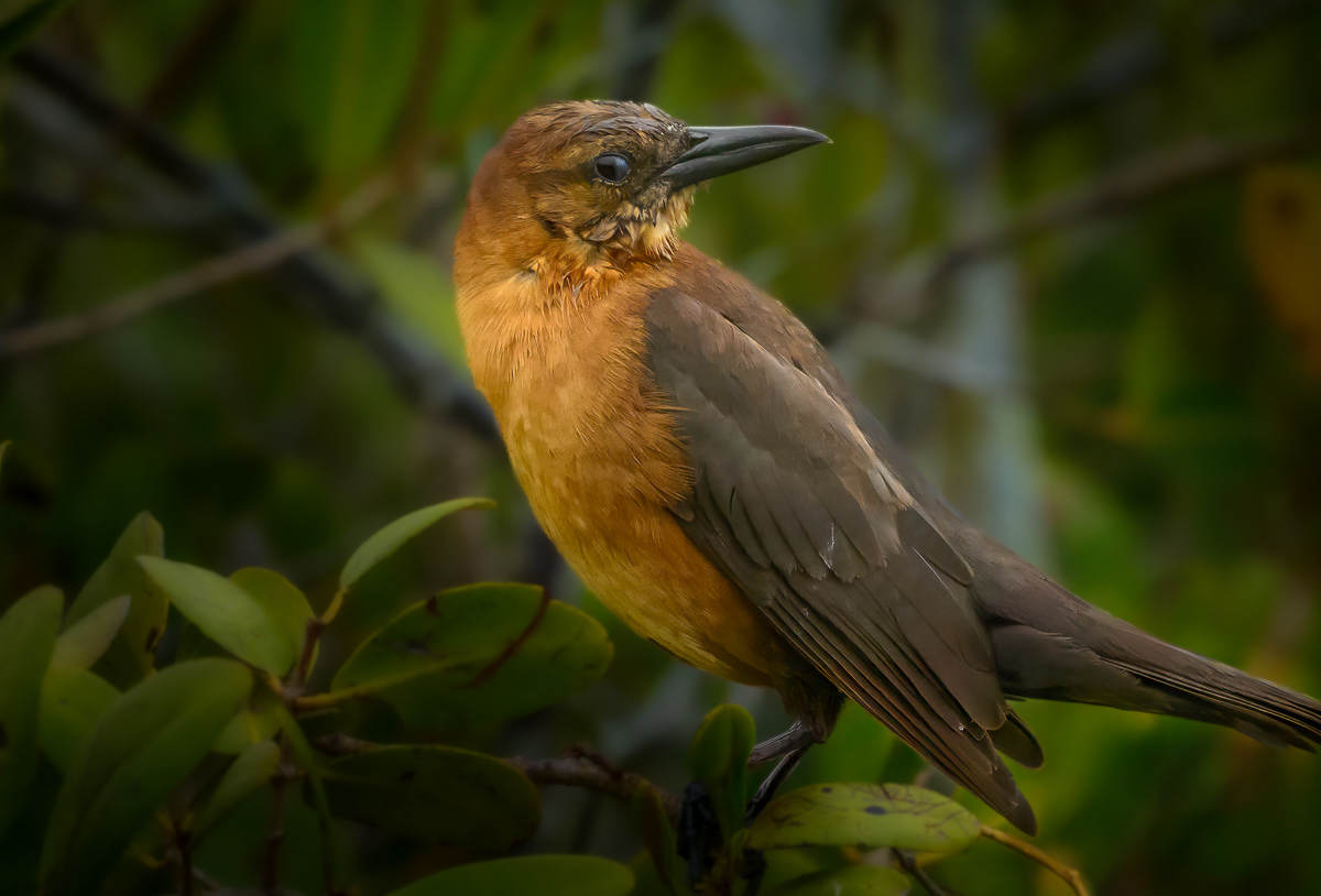 Boat Tailed Grackle (Female)
