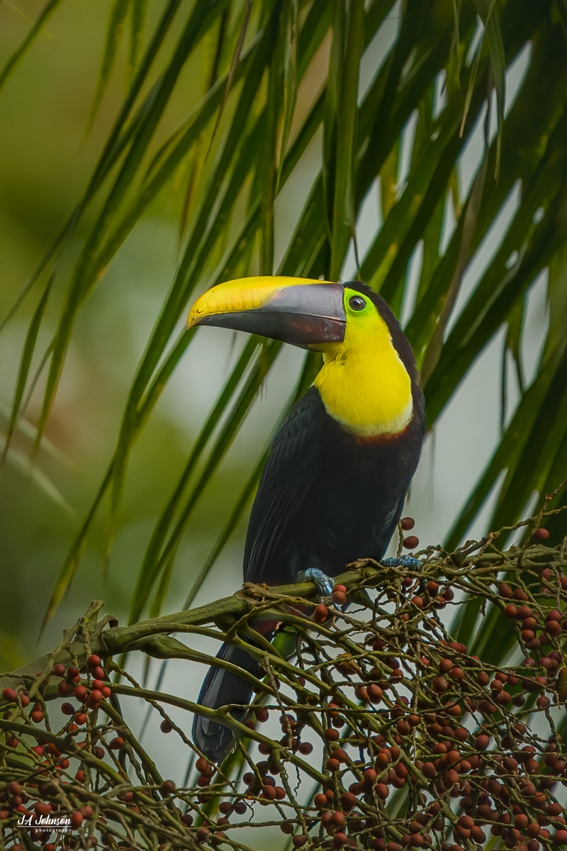 Yellow-Throated Toucan