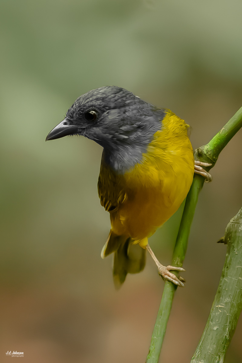  Gray-Headed Tanager