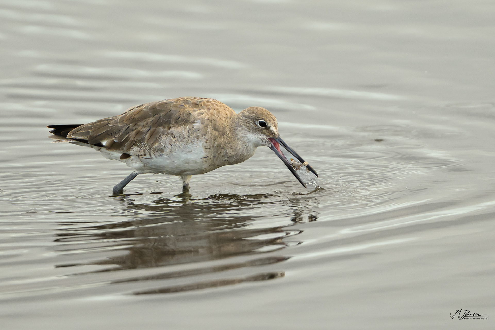 Willet