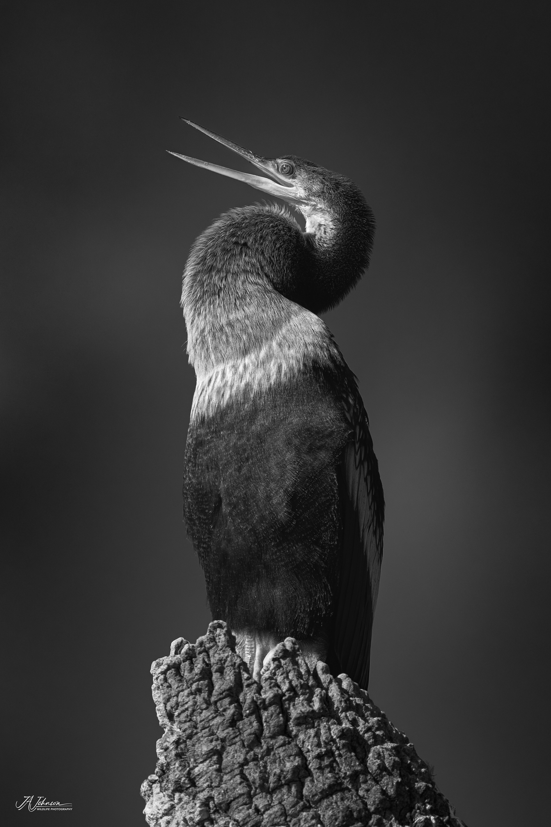 Anhinga