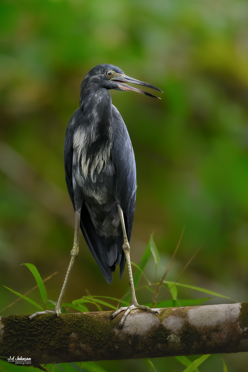 Little Blue Heron (immature)
