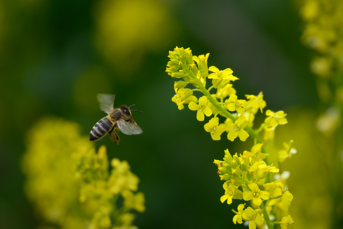 Honey Bee