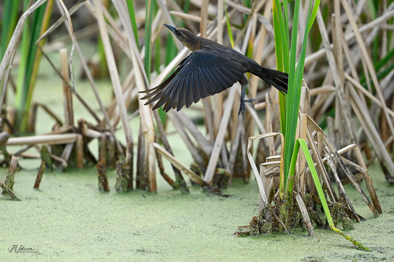 Boat Tailed Grackle