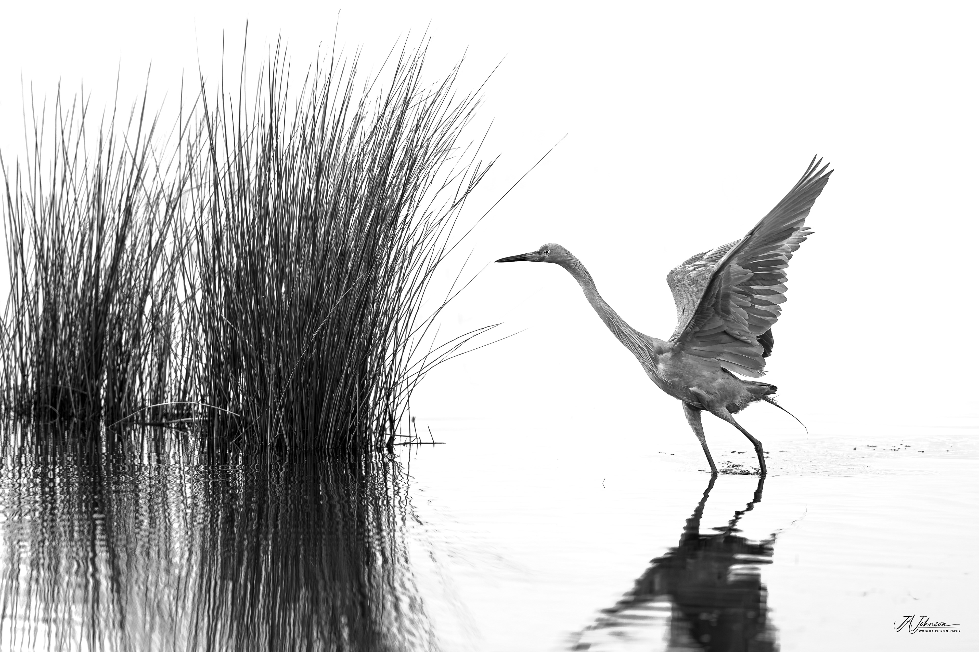 Reddish Egret at Merritt Island, Florida