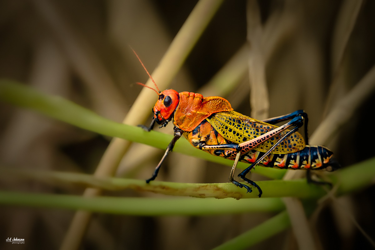 Lubber Grasshopper