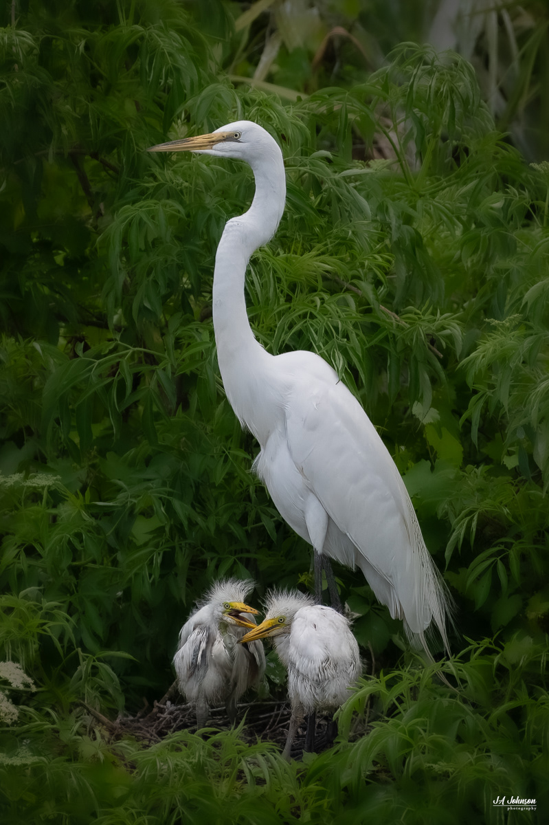 Great Egret and Chicks