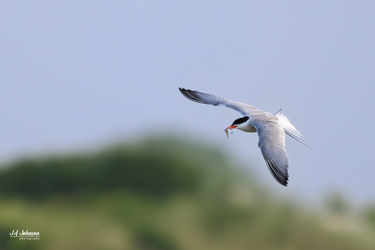 Common Tern