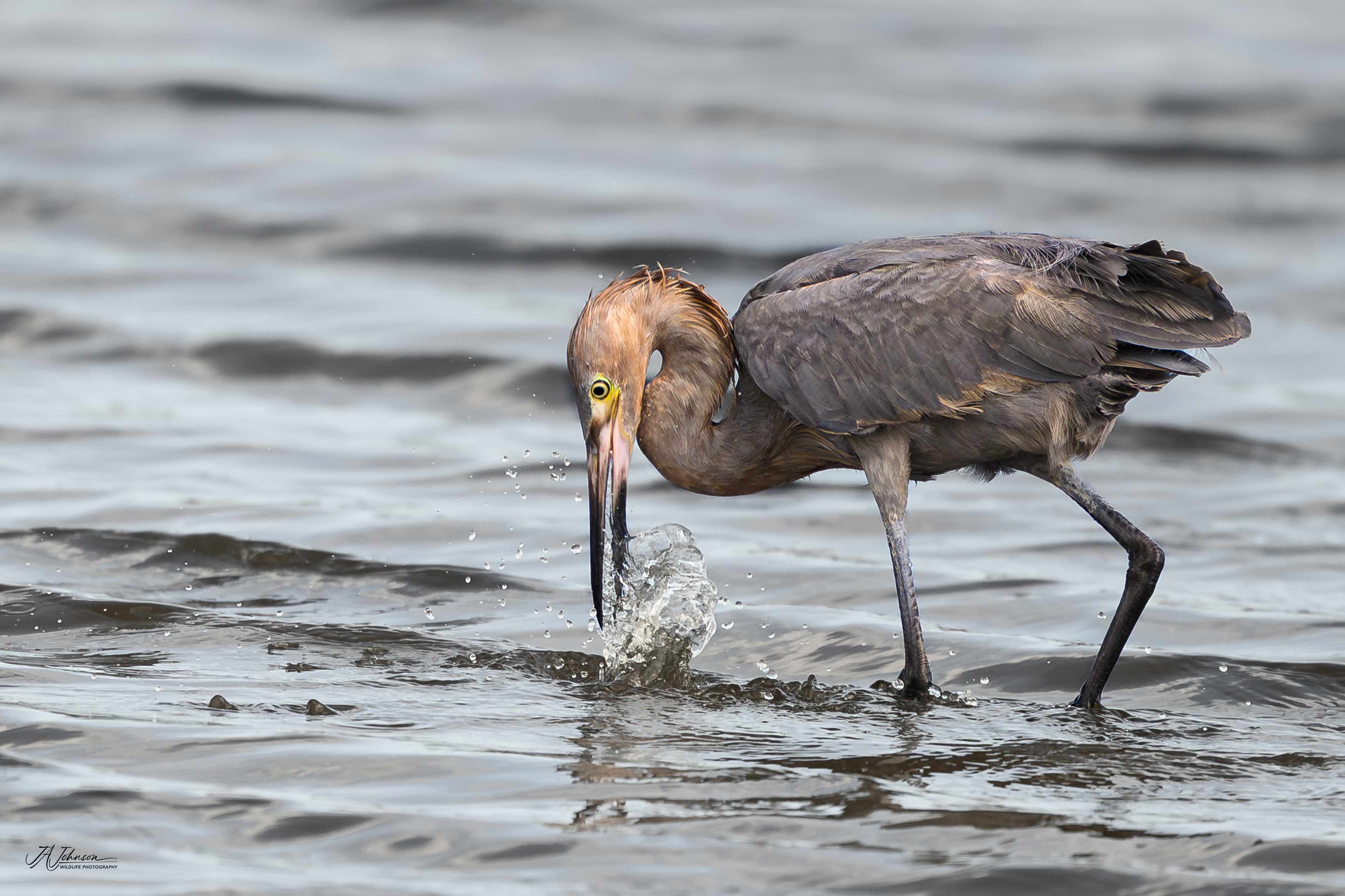 Reddish Egret