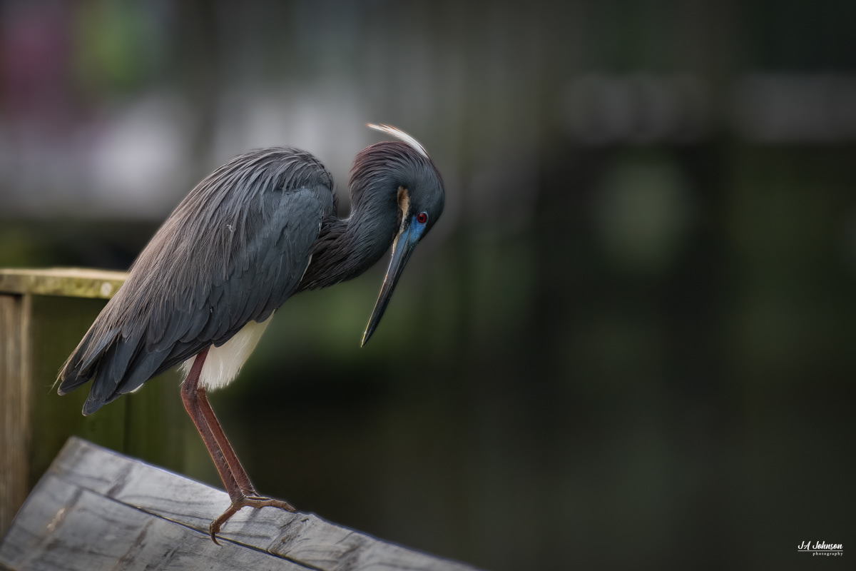Tricolored Heron