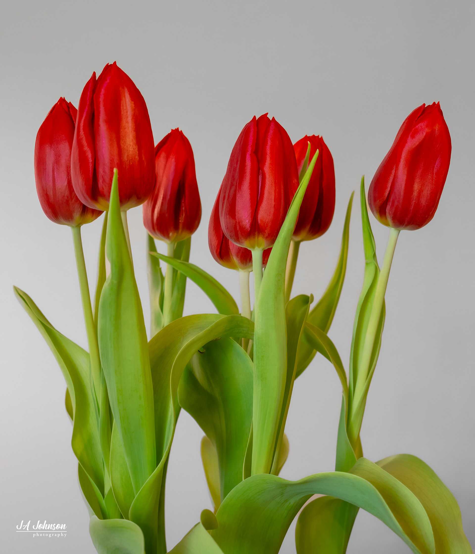 Tulips