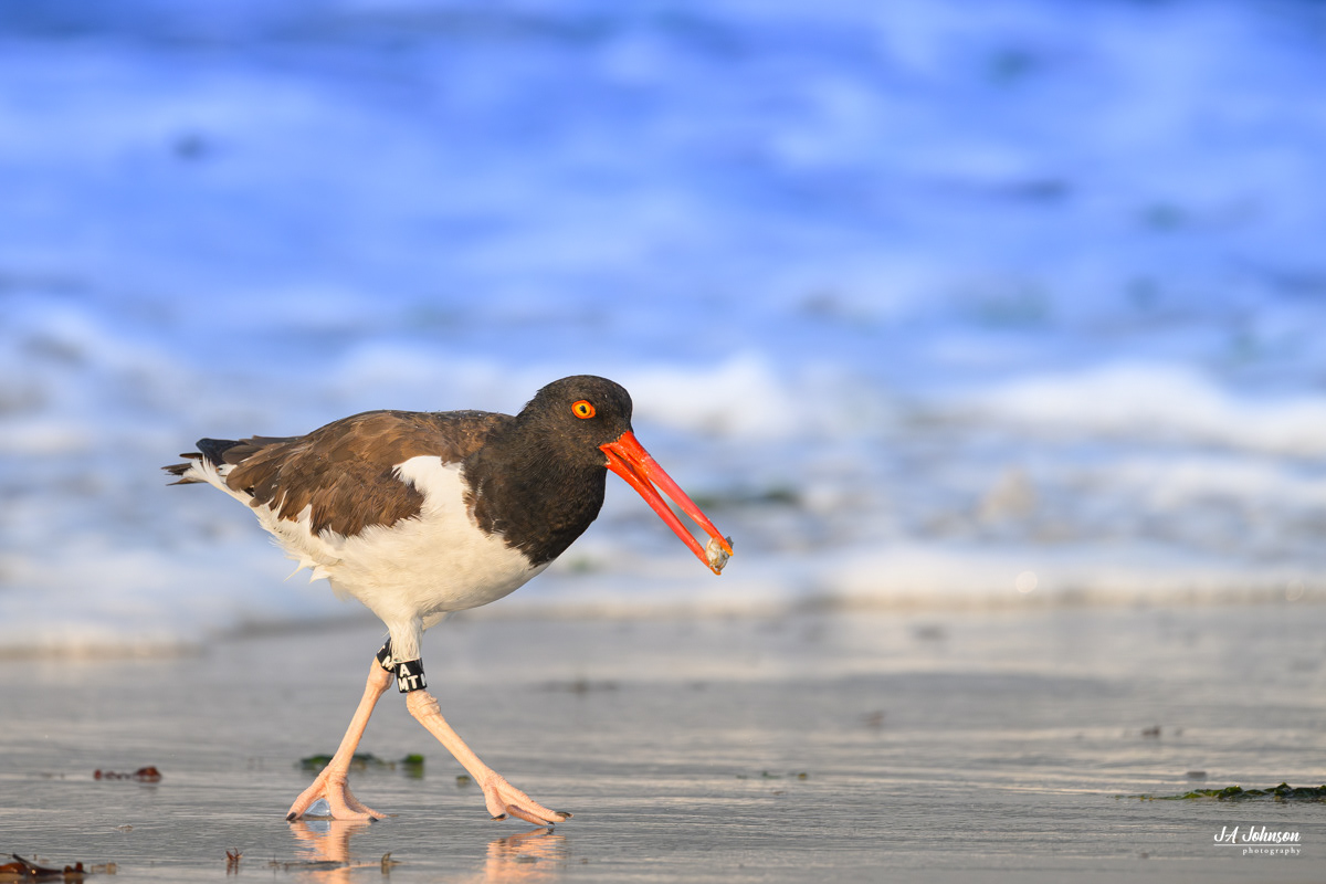 American Oystercatcher