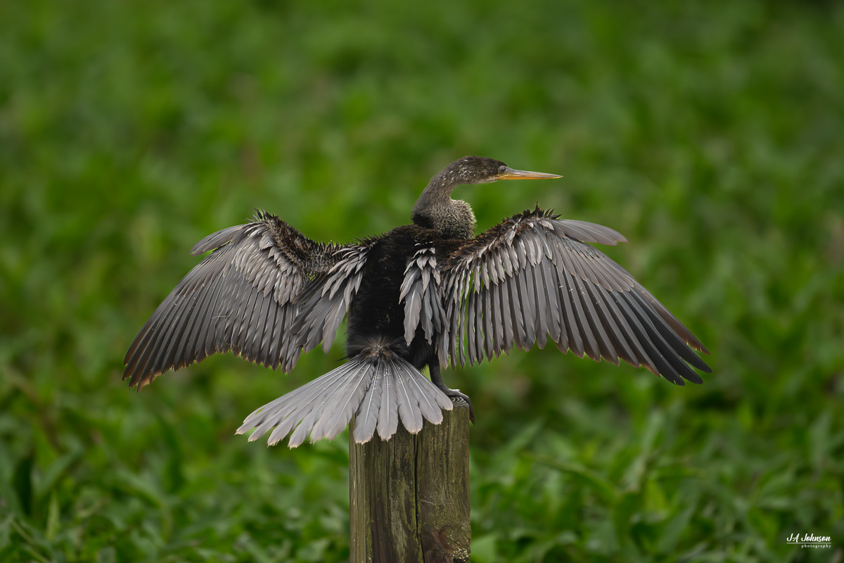 Anhinga