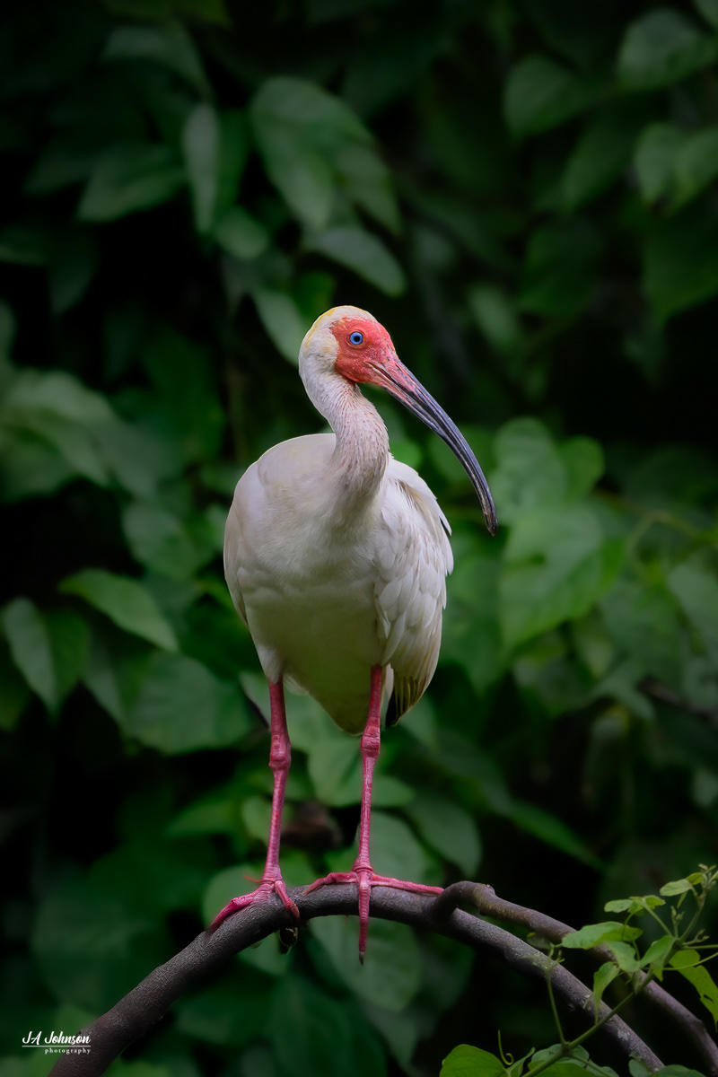 White Ibis