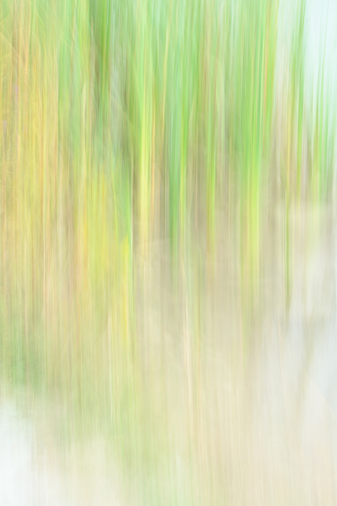 Intentional Camera Movement - Lakeside Reeds
