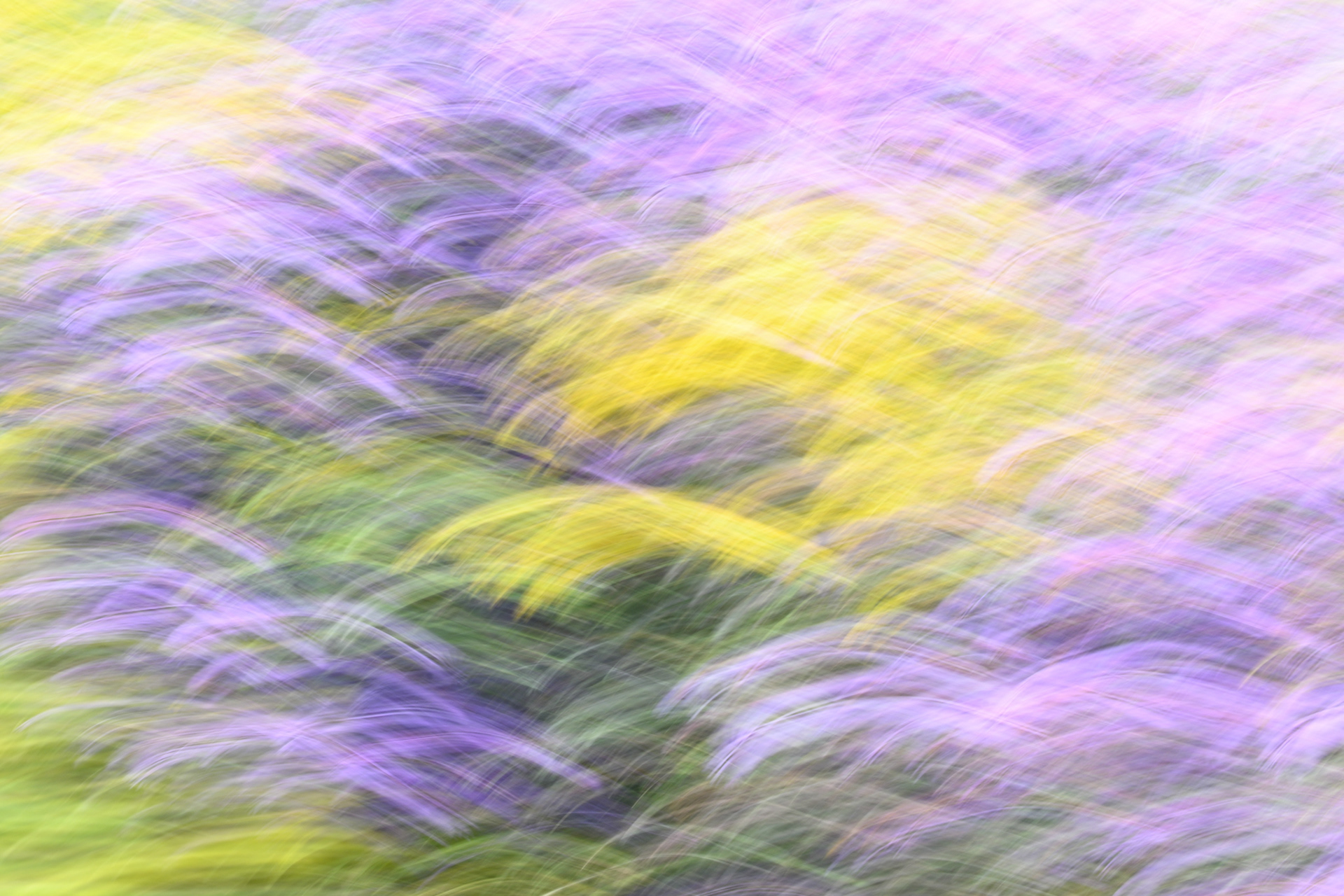 Intentional Camera Movement - Wildflowers
