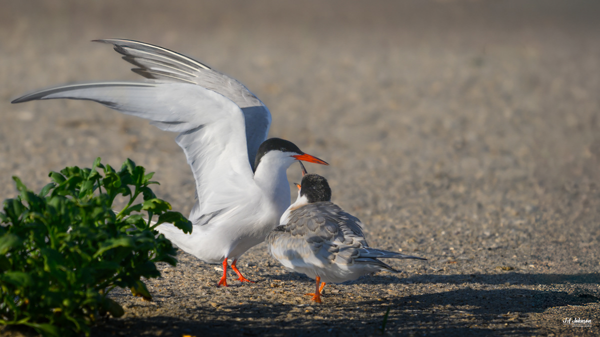 Common Tern and Chick