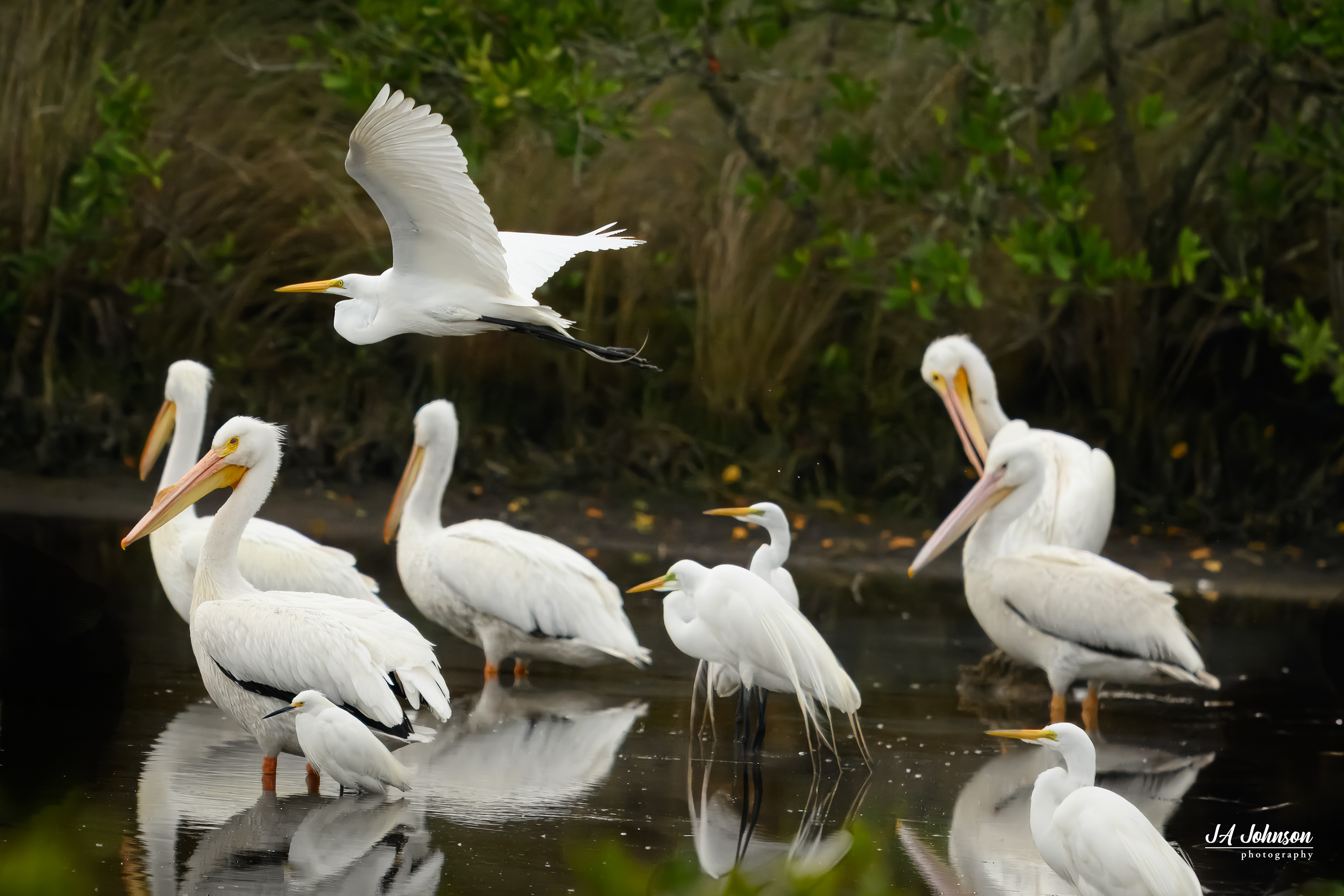 Herons, Pelicans, Egrets