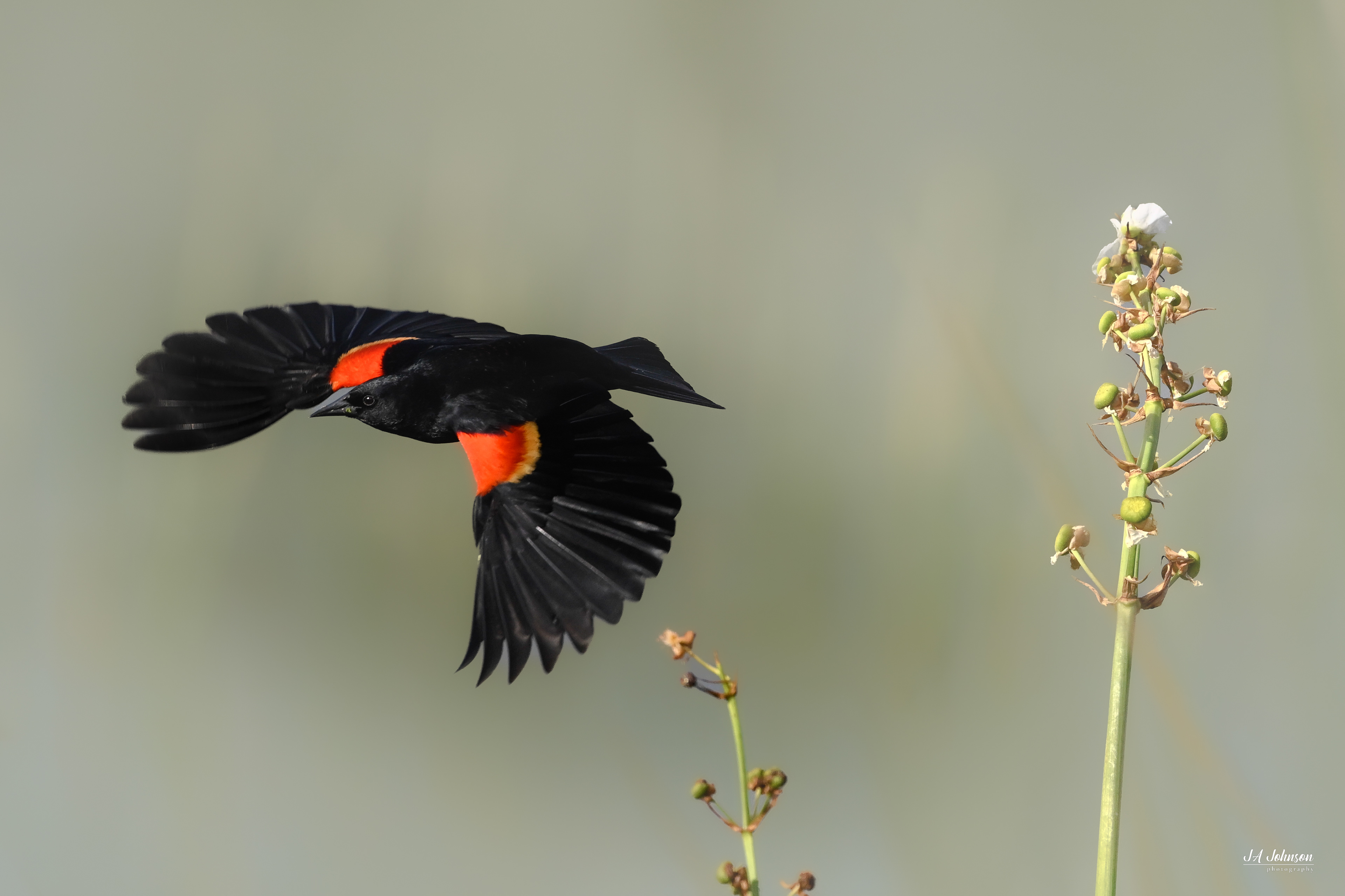 Red Winged Blackbird