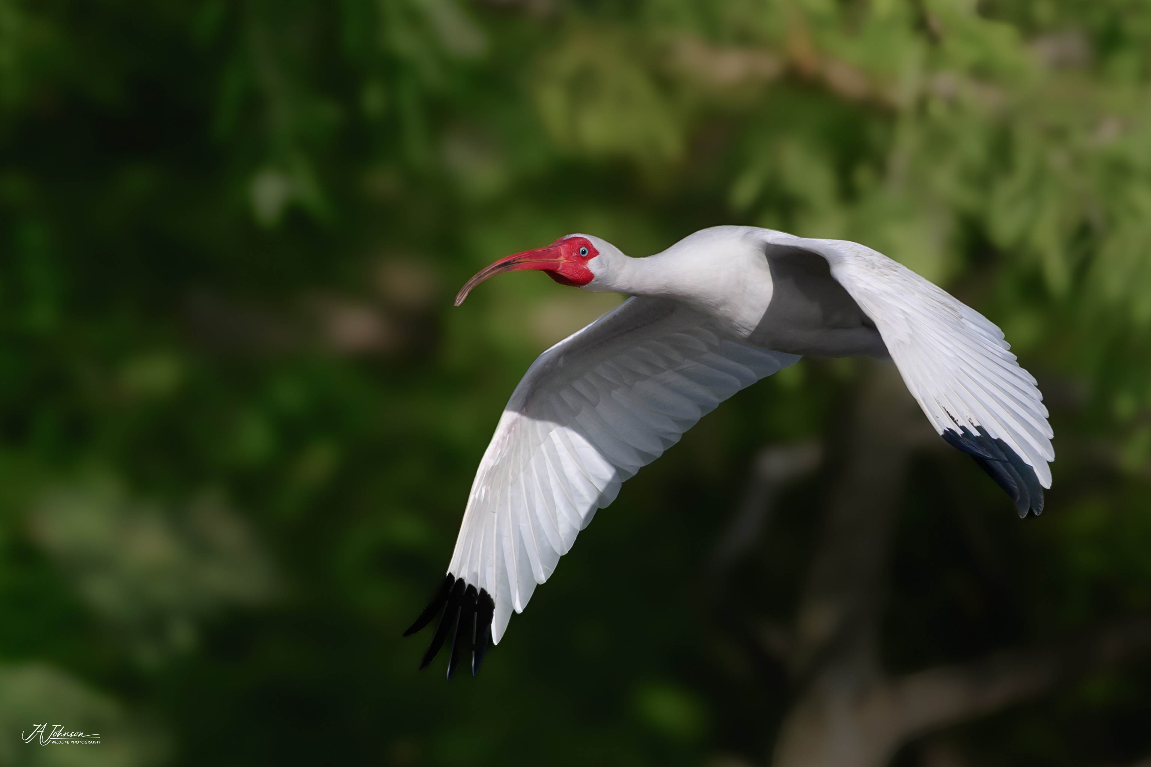 White Ibis 