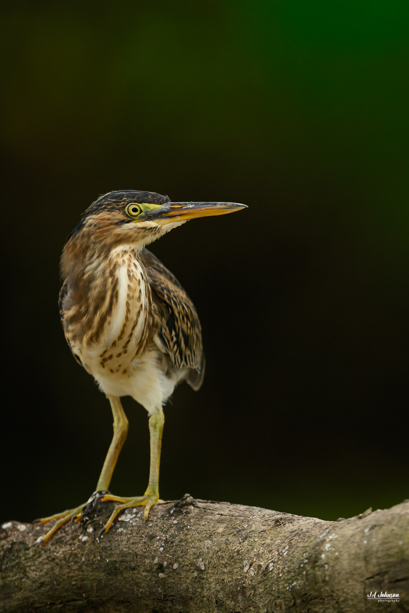 Green Heron