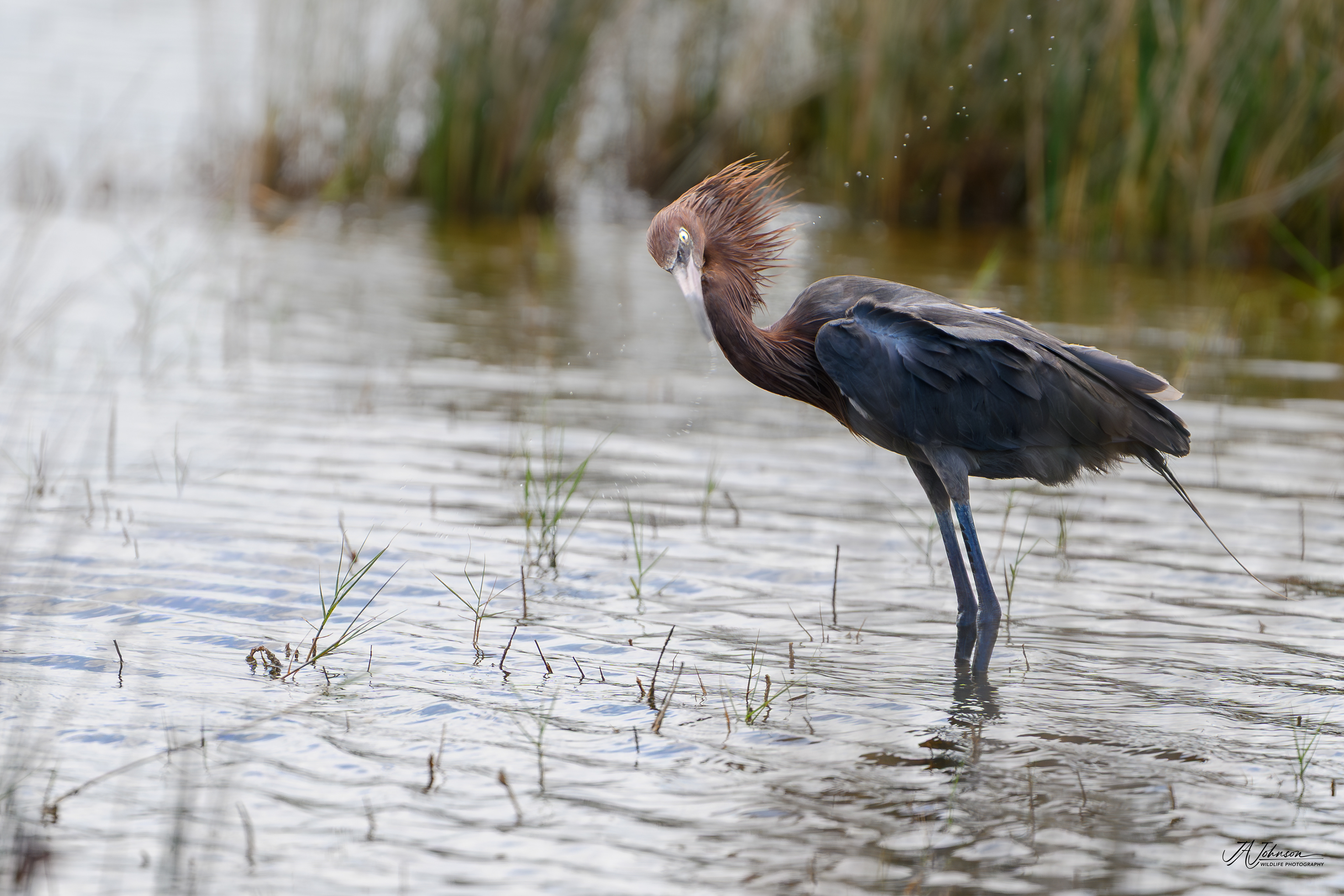 Reddish Egret