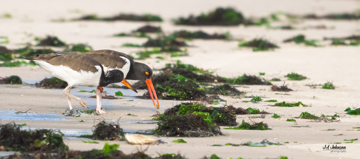 American Oystercatchers