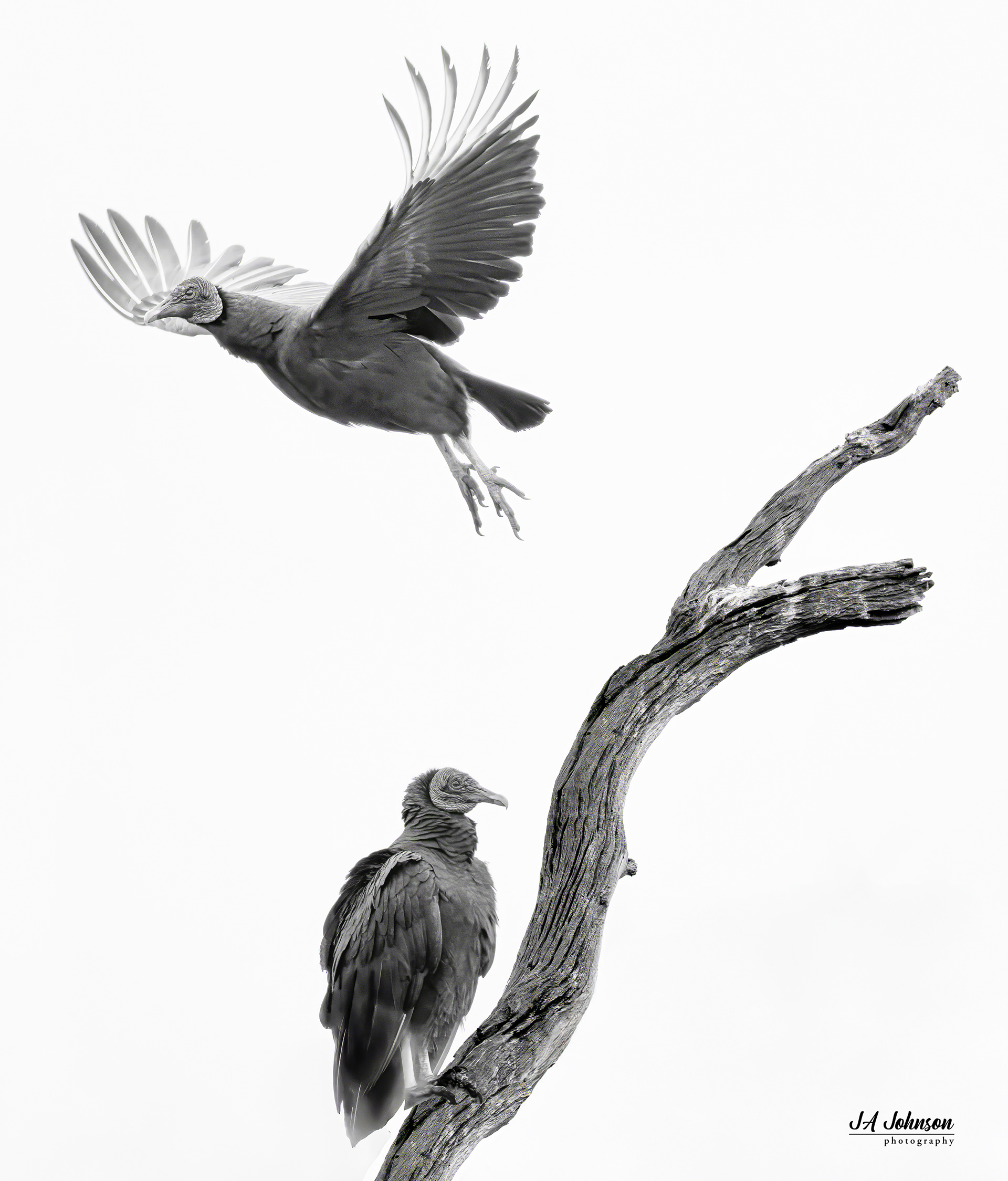 Black Vultures