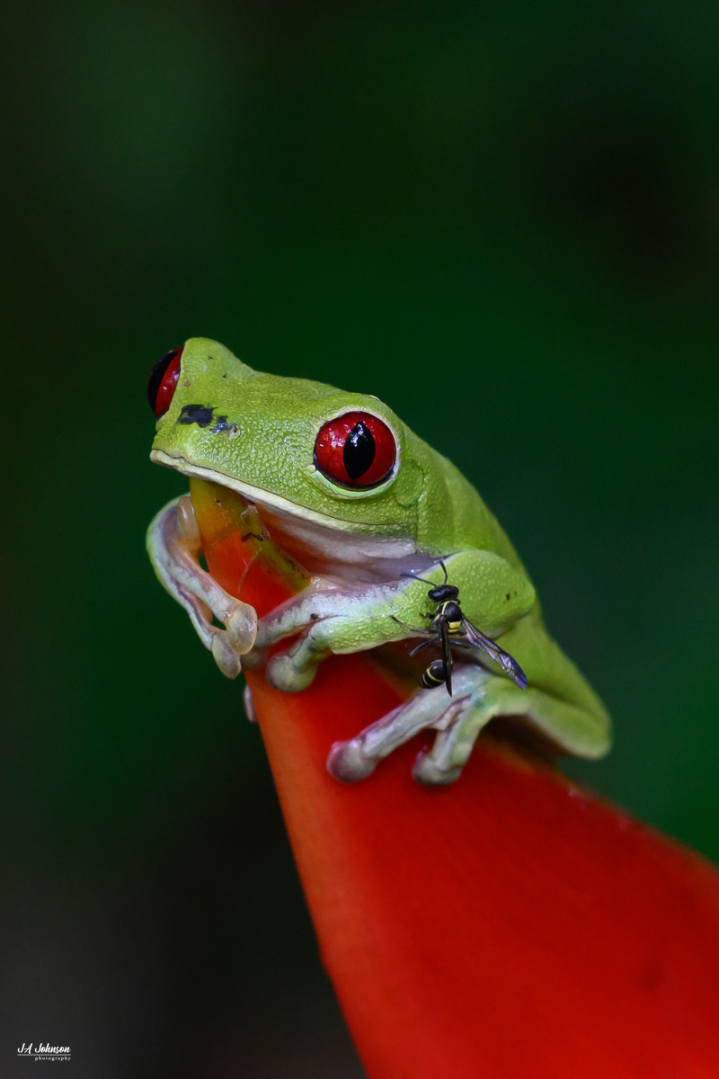 Red-Eyed Tree Frog