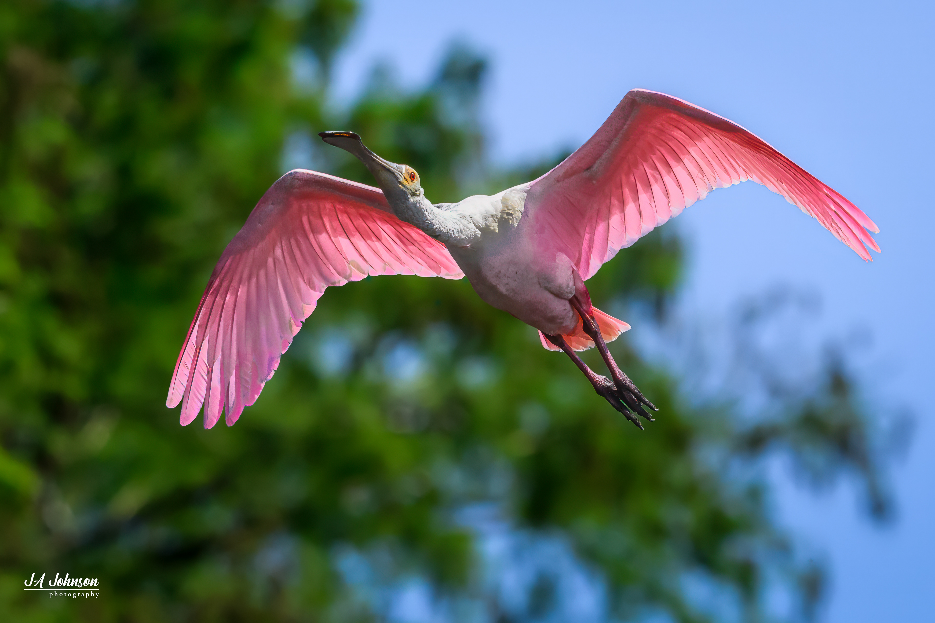 Roseate Spoonbill 