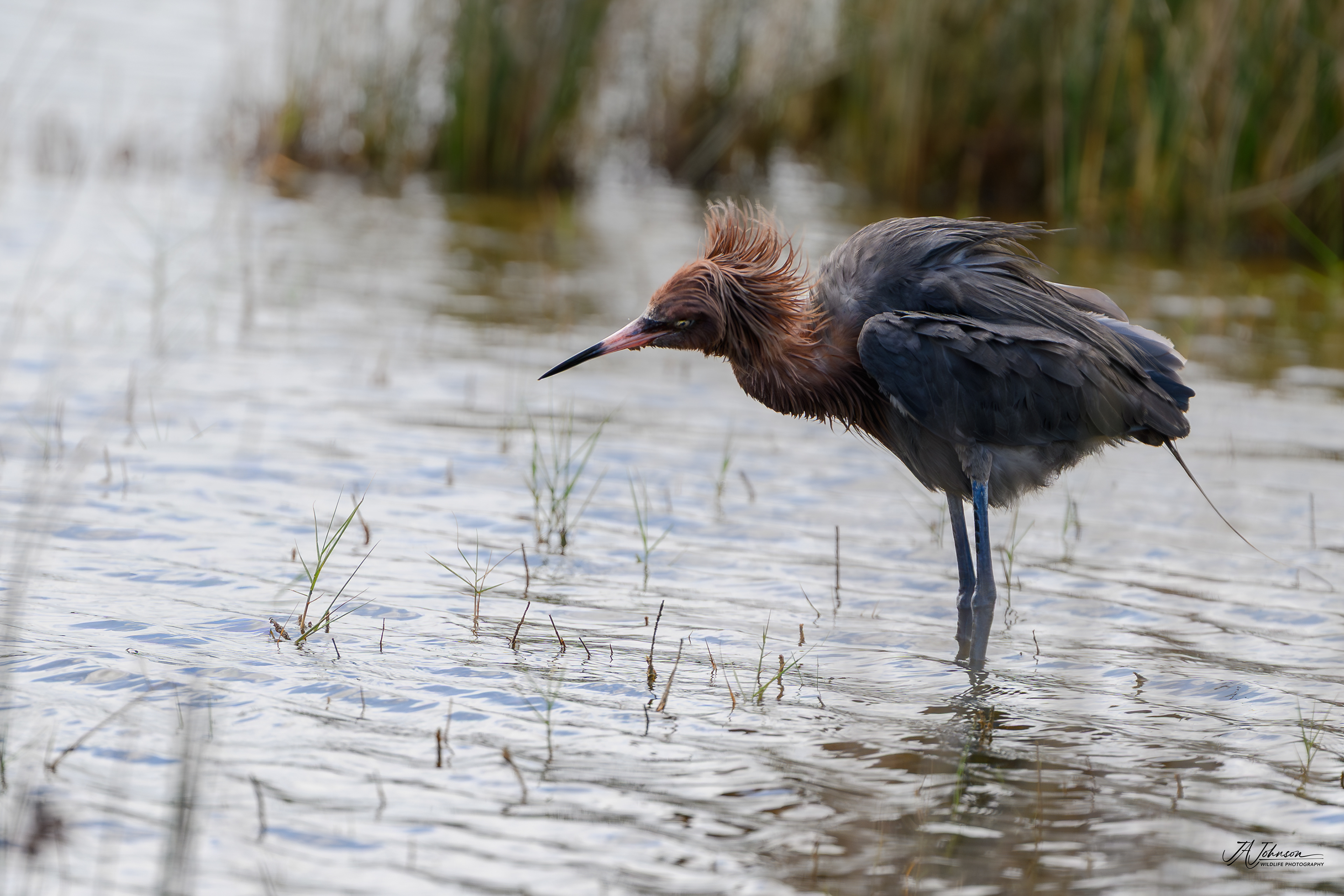 Reddish Egret