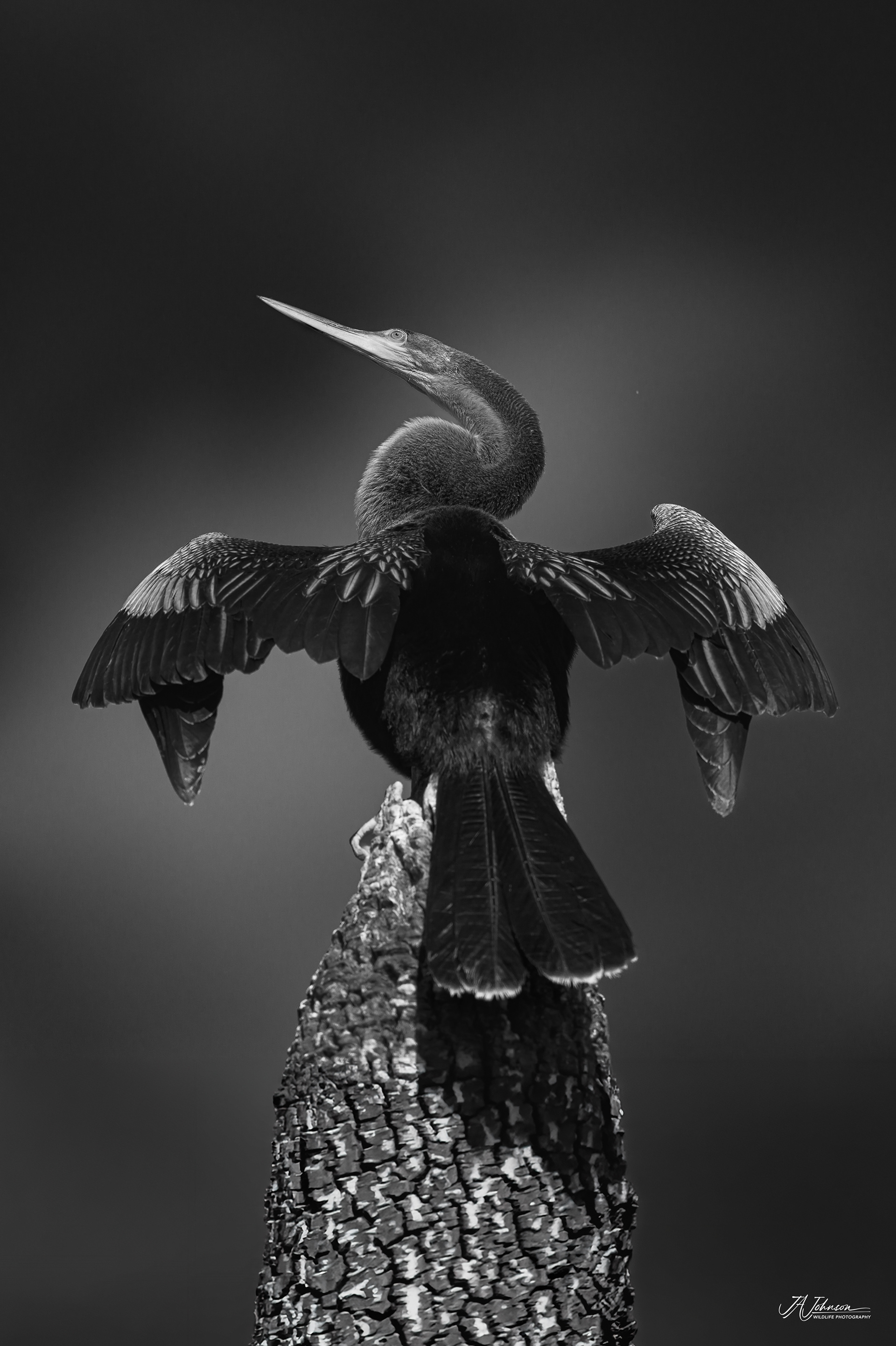Anhinga