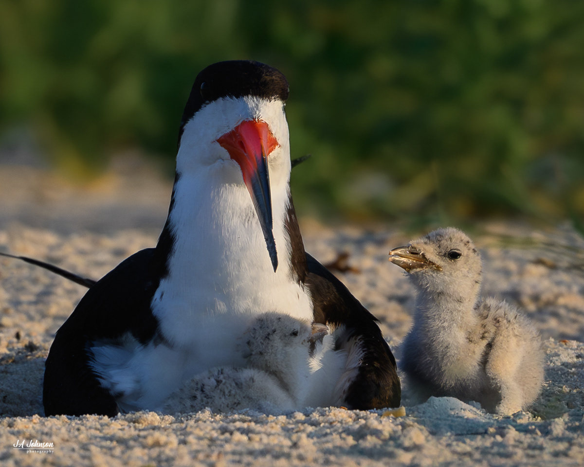 Black Skimmer and Chick