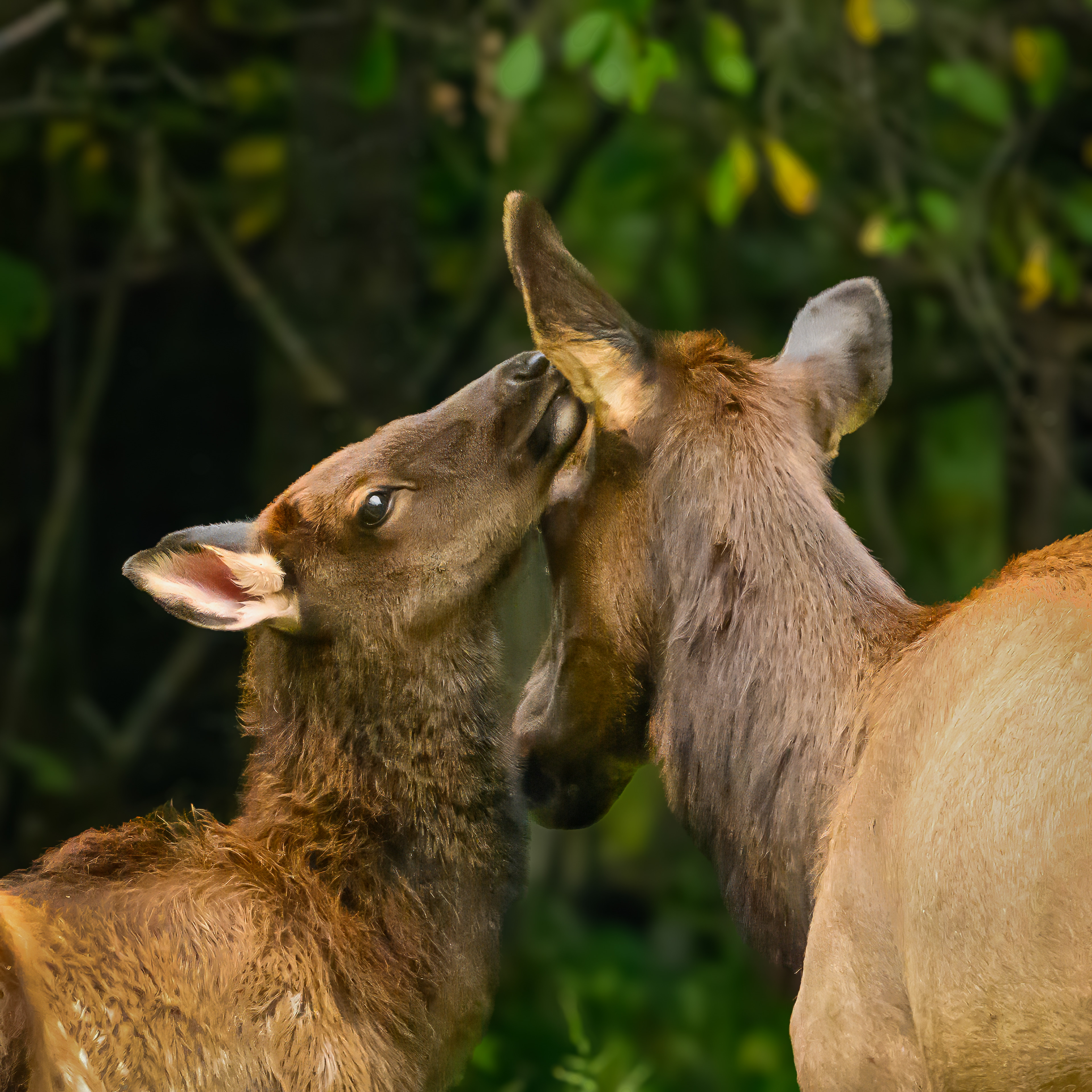 Elk Cow and Calf