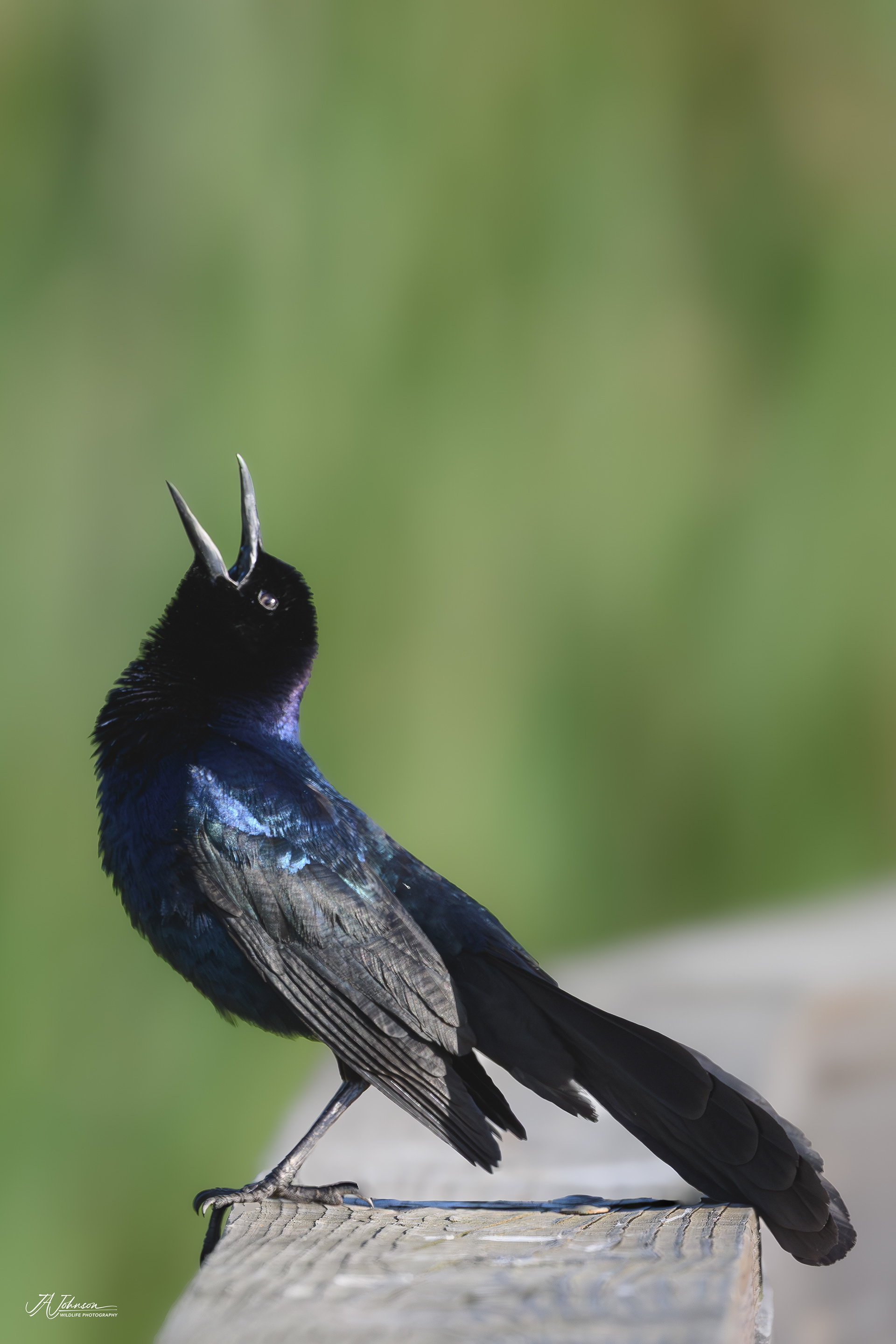Boat Tailed Grackle (Male)