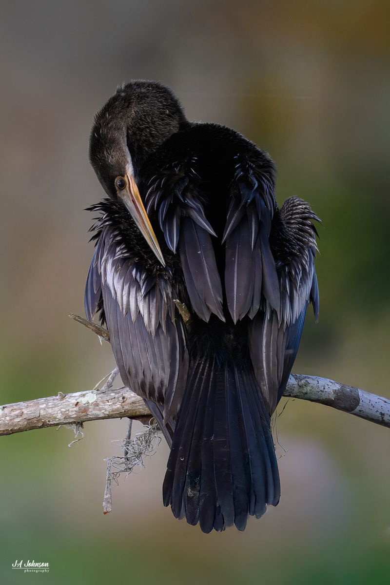 Anhinga