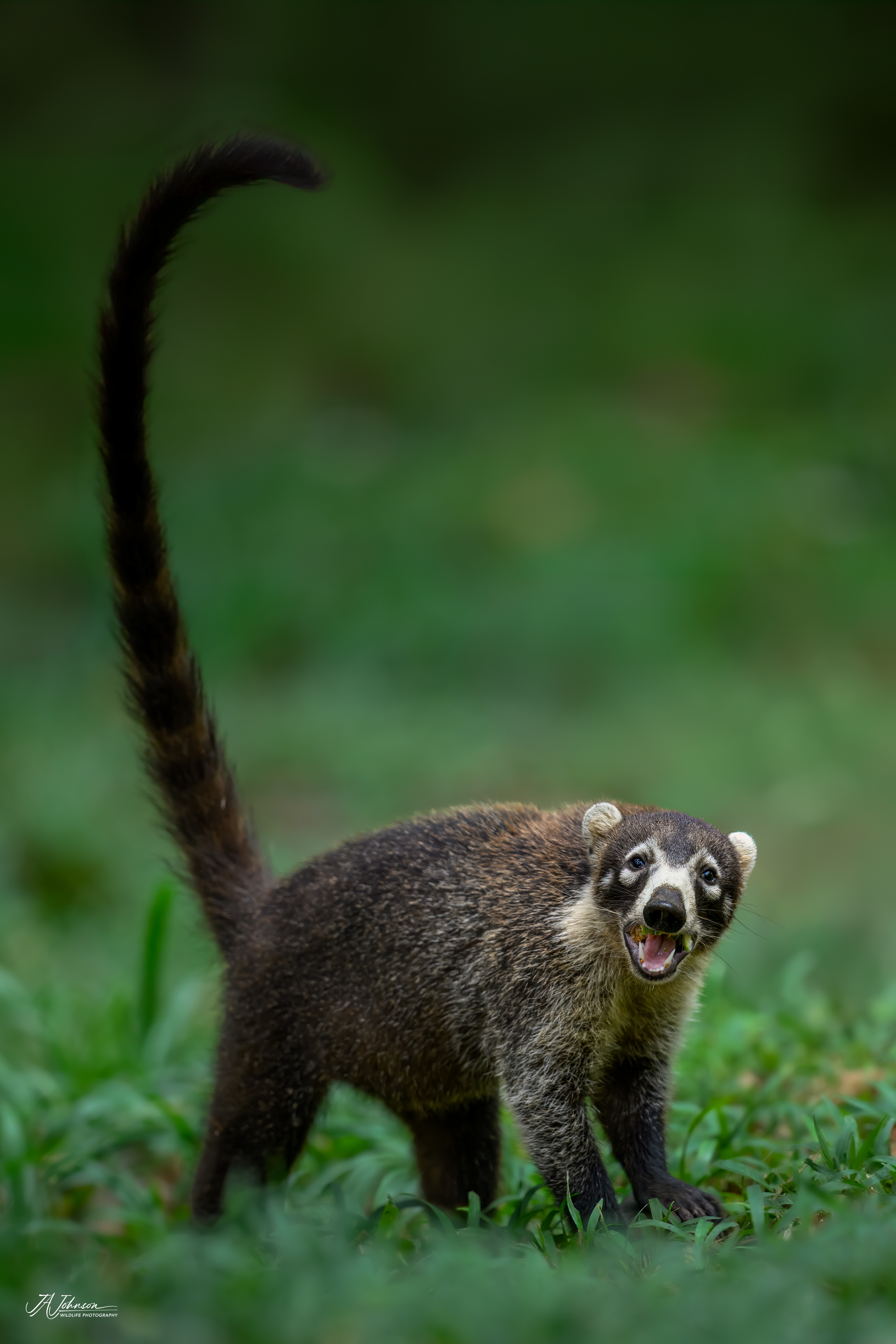 Coati