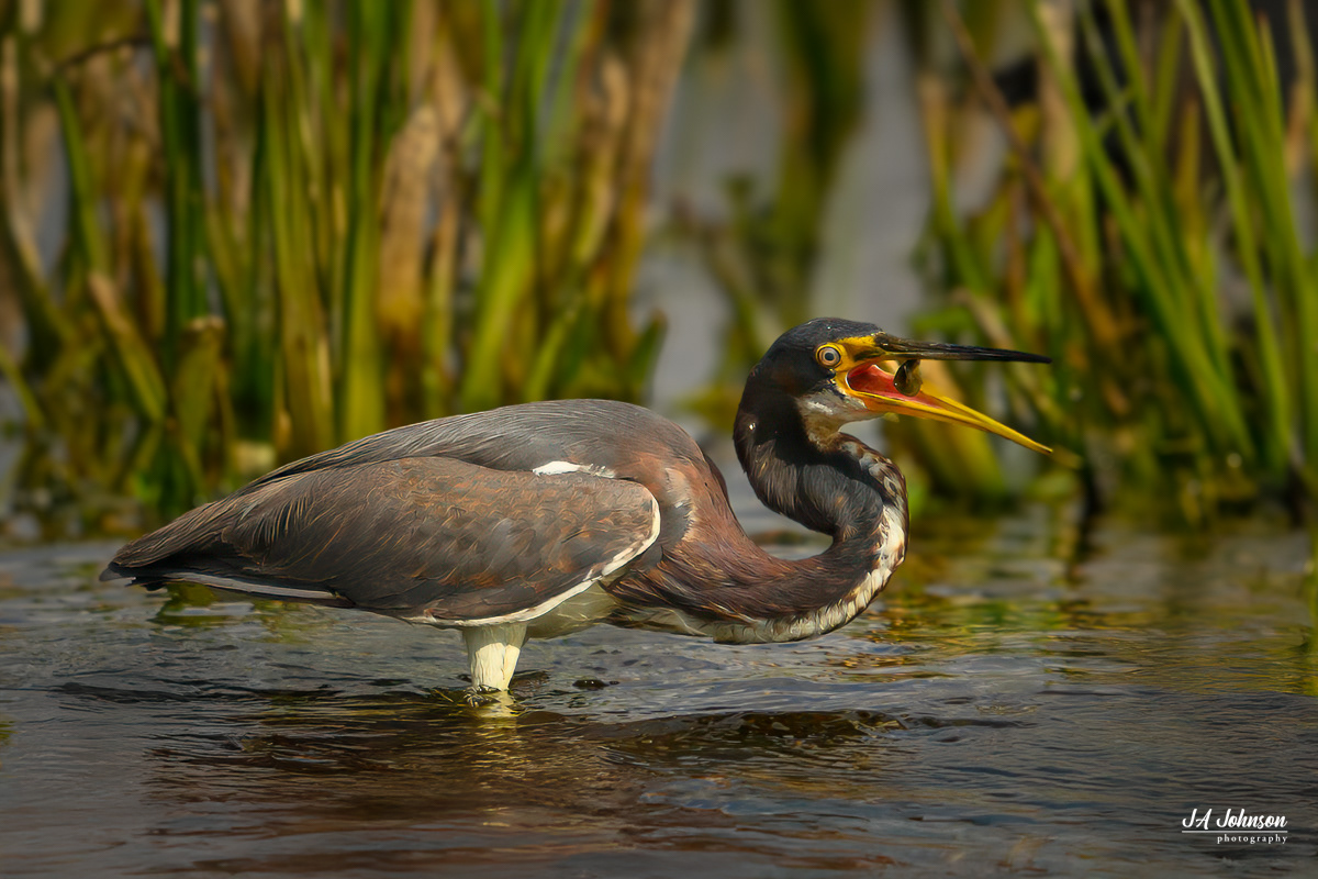 Tricolored Heron