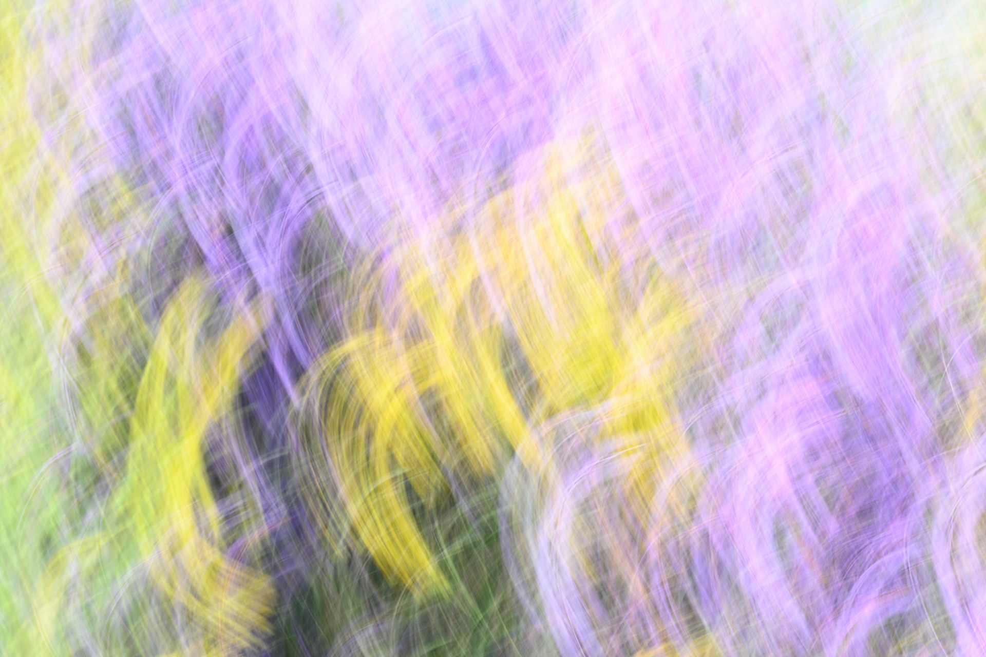 Intentional Camera Movement - Wildflowers