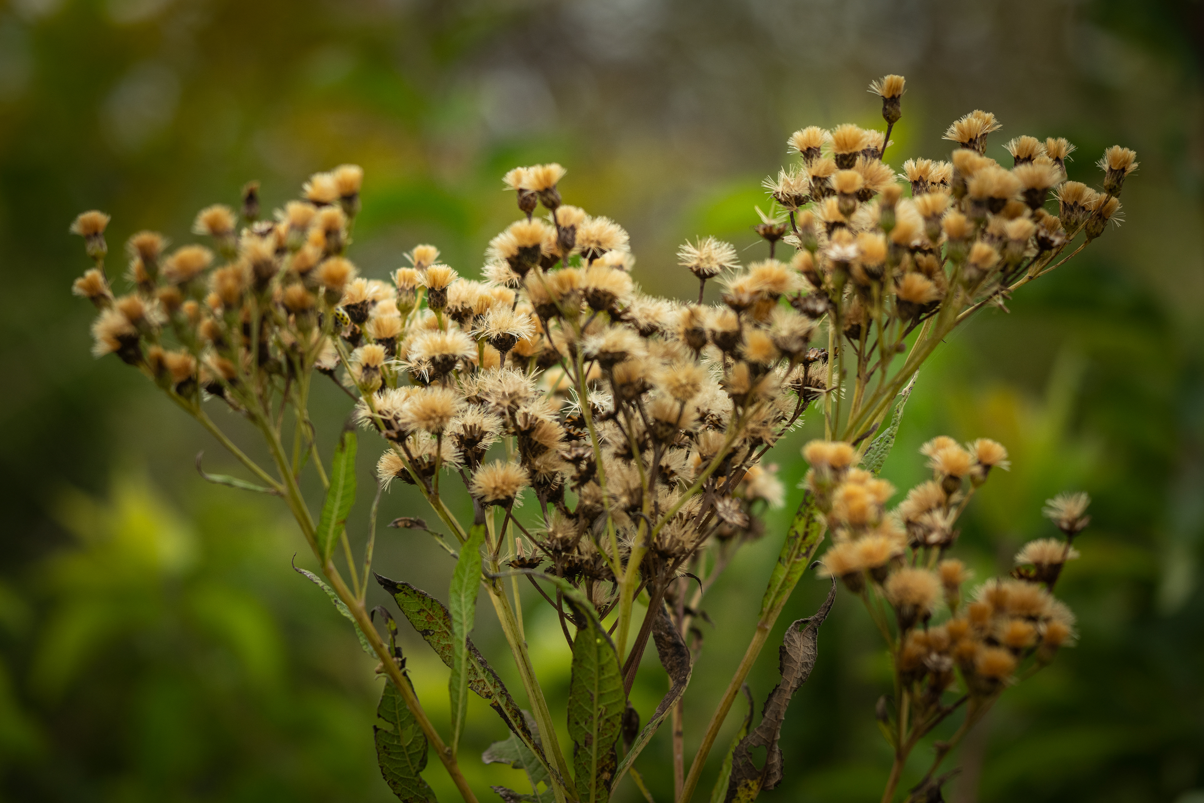 Ironweed